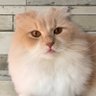 Фото профиля まさぴーや🐈