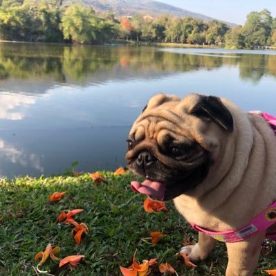 ORIGINALNARIᴸᴸᴼᵁᴰ's profile picture