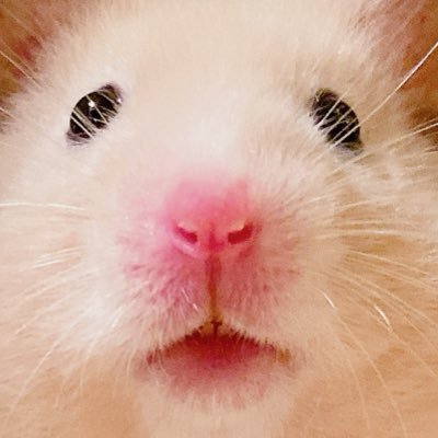 ﾊﾐにやさしく's profile picture