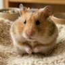 うろこだき さこんじ's profile picture