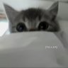 3333's profile picture
