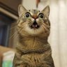 Avneet's profile picture