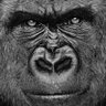 Profilbild von le daltonien des montagnes