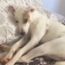 Mana Amor profil fotoğrafı