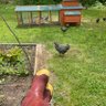 Homesteader123's profile picture