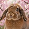 よつば特派員🍀 的头像