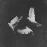 ALIVE ๐น's profile picture