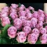 برد 的头像