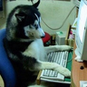 Internet Dog 的头像