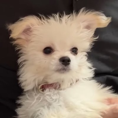 しゅうまい君記録's profile picture