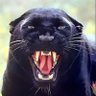 Panta's profile picture