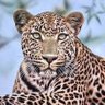 Mabalengwe profil fotoğrafı