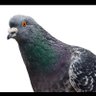 Le Viper Pigeon 的头像