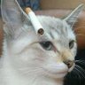 mimeow's profile picture