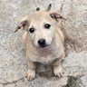 Фото профиля Dog