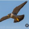 Фото профиля الشيهانه 🦅