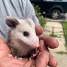 Фото профиля U.S.WildlifeRemoval
