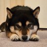Profilbild von cherry123