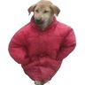 majordamage's profile picture