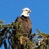 Фото профиля MAGA Eagle