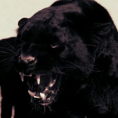 BIGPURRSUGA's profile picture