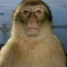 Profilbild von tiago