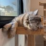 Yurithemeow's profile picture