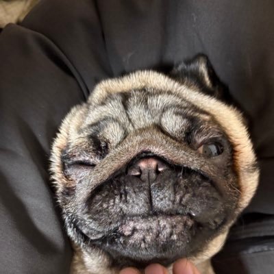shushu_alice_md's profile picture