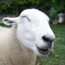 🐑 Sheepo Le Mouton 🐑 profil fotoğrafı