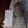 ひなたぼっこ中 的头像