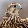 Фото профиля وادي الصفراء SA