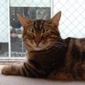 ジジ profil fotoğrafı