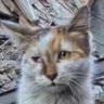 Kayam profil fotoğrafı