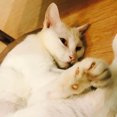 Tapatcha's profile picture