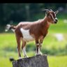 mavula ku valiwe profil fotoğrafı