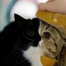 Catgod, Reusable Modular Components 的头像