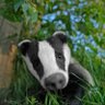 Badgerous profil fotoğrafı