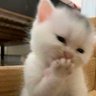 dawenls_ 的头像