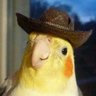 Profilbild von Dillan