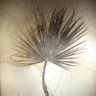 Profilbild von F.Areca