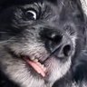 Kenguru✝️🇳🇴 profil fotoğrafı