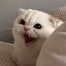 Taha Tog profil fotoğrafı