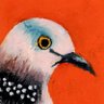 Profilbild von KSK