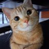 DiveintoAI profil fotoğrafı