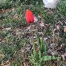 ZELİHA YURTLU profil fotoğrafı