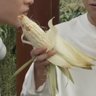 옥수수수염차 的头像