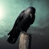 Mórrígan's profile picture