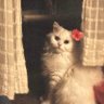 Noha's profile picture