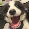 Goober about boobers 🔞's profile picture