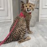 علي الهاشمي profil fotoğrafı